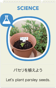 SCIENCE パセリを植えよう